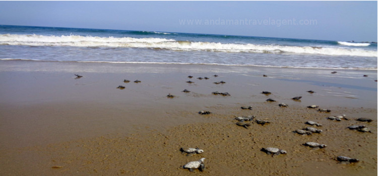 Kalipur Beach